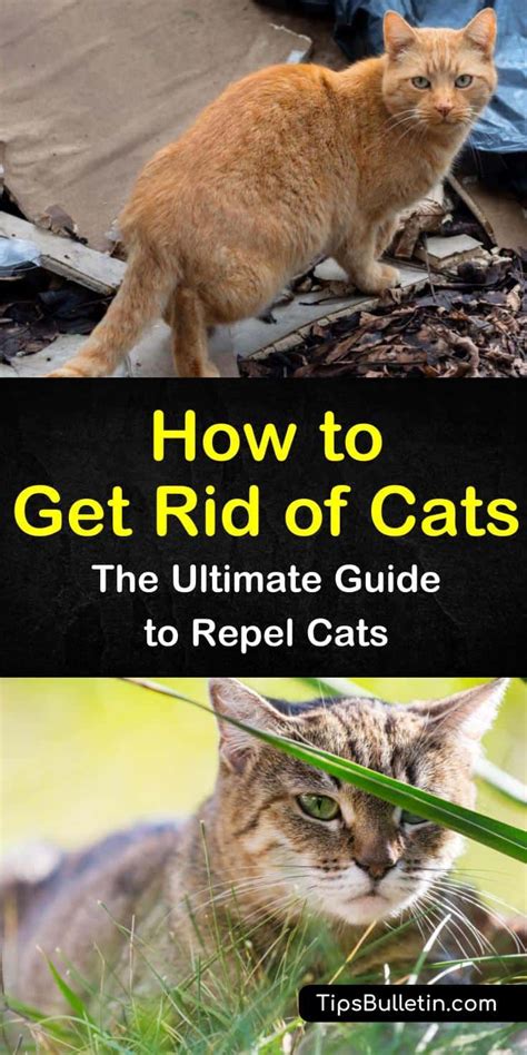 How to get rid of a cat. Things To Know About How to get rid of a cat. 